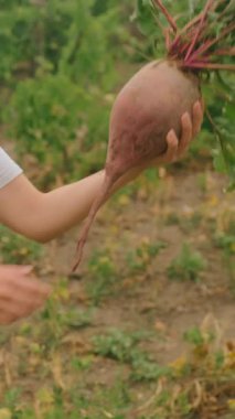 Bir el nazikçe taze toplanmış bir pancar kökü tutar, güzel bir çiftliğin yemyeşil yeşillikleriyle çevrili.