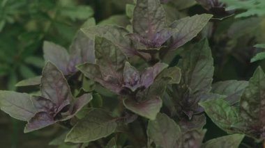 Bereketli, canlı, mor fesleğen yapraklarının yakın çekim görüntüsü, zengin renklerini ve eşsiz dokusunu güzel bir şekilde sergiliyor.