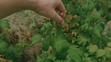 Büyüleyici görüntüler, verimli bir bahçede olgun ahududu toplamak ve eğlenmek. Doğa meraklıları için mükemmel..