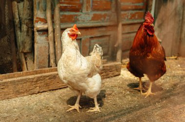 Neşeli tavuklardan oluşan bir ikili büyüleyici ve pitoresk bir kırsal alanı keşfetmekle meşgul.