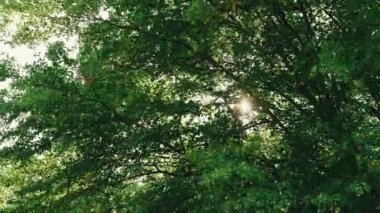 Bereketli yeşil yaprakların huzur dolu manzarası. Güneş ışığı içeri bakıyor. Huzurlu bir doğa sahnesi yaratıyor.