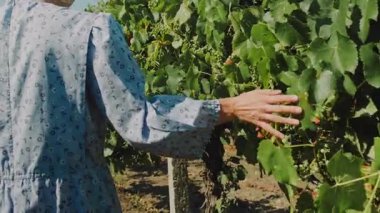 Bir insan yemyeşil üzüm bağındaki üzüm yapraklarına nazikçe dokunur. Bol bol cömertliği kucaklar.