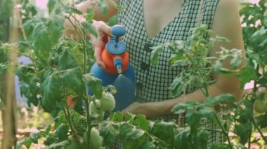 Sıcak bir serada, bir insan coşkuyla canlı domates bitkilerini sprey şişesiyle sular.