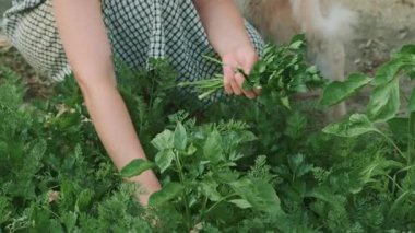 Bir insan dikkatli ve düşünceli bir şekilde yemyeşil bir bahçeden taze bitkiler topluyor.