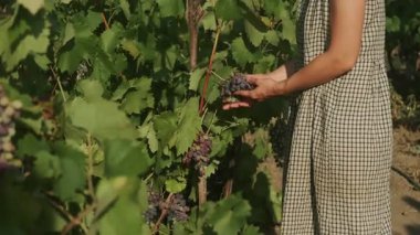 Bir kadın güneşli bir üzüm bağından olgun üzümler topluyor, hem tarım güzelliğini hem de çalışkanlığı vurguluyor.