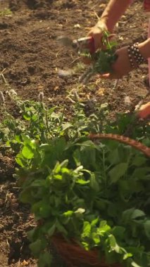 Bahçeden taze bitkiler toplayan bir bahçıvanın sakin manzarası doğanın güzelliğini gözler önüne seriyor..