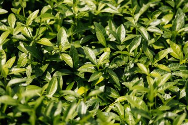 Bereketli yeşil yaprakların çarpıcı yakın görüntüsü, doğadaki zengin dokusunu ve canlı rengini vurguluyor.