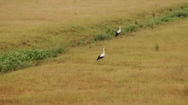 Leylekler altın bir alanda zarif bir şekilde dururlar, doğanın sükunetini ve estetiğini güzel bir şekilde sergilerler.