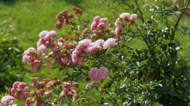 Göz kamaştırıcı ve nefes kesici güzel pembe çiçekler canlı yeşil bir bahçede çiçek açıyor.