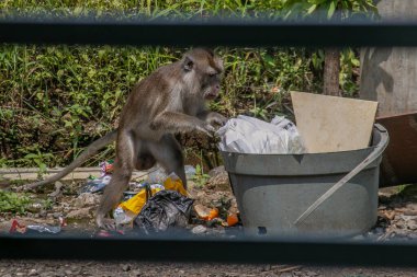 Bir maymun 23 Nisan 2023 'te Bogor, Batı Java, Endonezya' da bir çöp yığınından yiyecek arıyor.