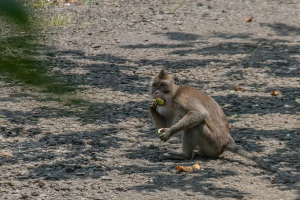 Macaco Come Comida Uma Pilha Lixo Chão Abril 2023 Bogor — Fotografia de Stock