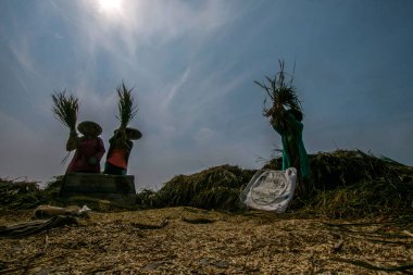 BOGOR, INDONEZYA - 15 Temmuz 2021: Çiftçiler 15 Temmuz 2021 'de Bogor, Batı Java, Endonezya' da, bunaltıcı güneşin altında organik pirinç hasat ediyorlar.
