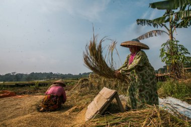 BOGOR, INDONEZYA - 15 Temmuz 2021: Çiftçiler 15 Temmuz 2021 'de Bogor, Batı Java, Endonezya' da, bunaltıcı güneşin altında organik pirinç hasat ediyorlar.