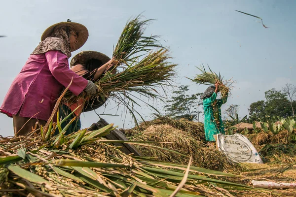 BOGOR, INDONEZYA - 15 Temmuz 2021: Çiftçiler 15 Temmuz 2021 'de Bogor, Batı Java, Endonezya' da, bunaltıcı güneşin altında organik pirinç hasat ediyorlar.