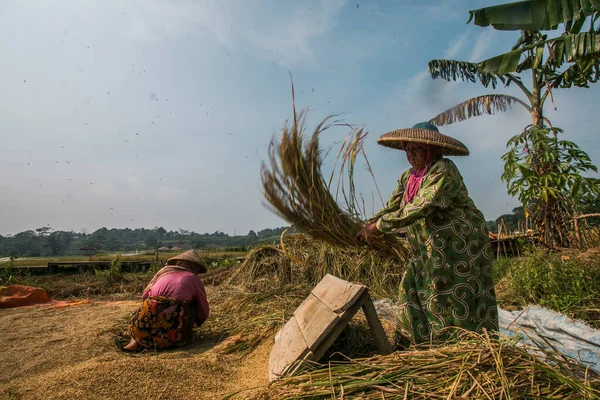 BOGOR, INDONEZYA - 15 Temmuz 2021: Çiftçiler 15 Temmuz 2021 'de Bogor, Batı Java, Endonezya' da, bunaltıcı güneşin altında organik pirinç hasat ediyorlar.