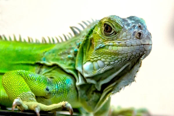 Sfondo Sfocato Con Iguana Verde — Foto Stock