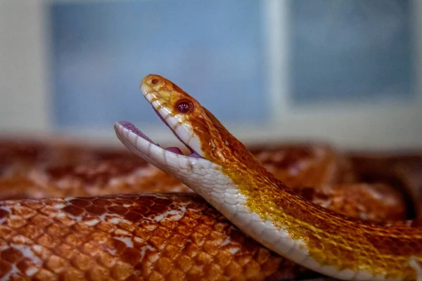 2023年5月13日 インドネシア西ジャワ州ボゴールで 特別に飼育されたトウモロコシのヘビが発見されました — ストック写真