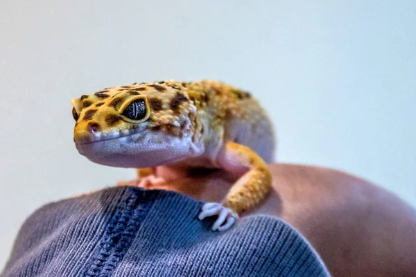 Person Klädd Blått Håller Leopard Gecko Med Albino Hud Bogor — Stockfoto