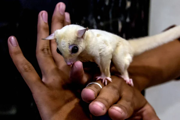 A visitor to the Nusa Bangsa Reptile Festival in Bogor, West Java, Indonesia, on May 13, 2023, holds a sugar glider, also known as a petaurus breviceps