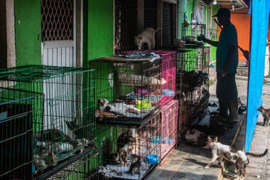 23 Mayıs 2023 'te Bogor, Batı Java, Endonezya' da hasta ve yaralı kediler için bir barınak olan Rumah Kucing Parung 'da bir kedi tımarcısı.
