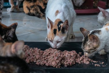 Kediler 23 Mayıs 2023 'te Bogor, Batı Java, Endonezya' da hasta ve yaralı kediler için bir barınak olan Rumah Kucing Parung 'da kedi maması yiyorlar.