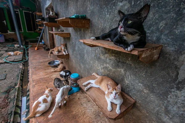 Gatti Rumah Kucing Parung Rifugio Gatti Malati Feriti Abbandonati Bogor — Foto Stock