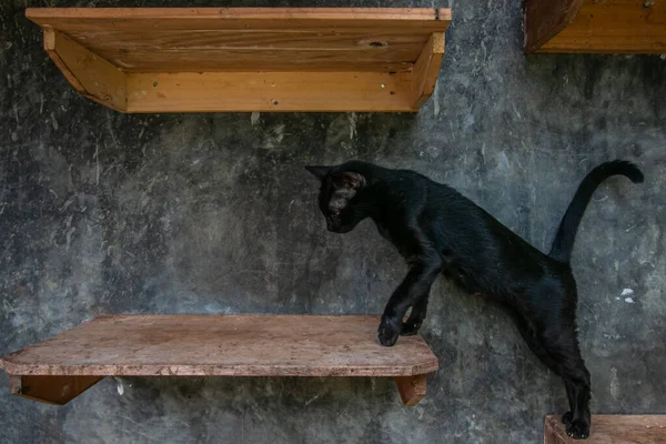 Gatti Rumah Kucing Parung Rifugio Gatti Malati Feriti Abbandonati Bogor — Foto Stock