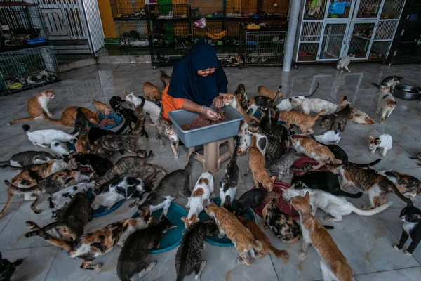 stock image Dita Agusta gives food to cats on May 23, 2023, in Rumah Kucing Parung, a shelter for sick and injured abandoned cats in Bogor, West Java, Indonesia