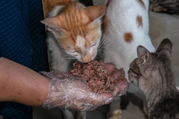 Gatti Mangiano Cibo Gatti Rumah Kucing Parung Rifugio Gatti Abbandonati — Foto Stock