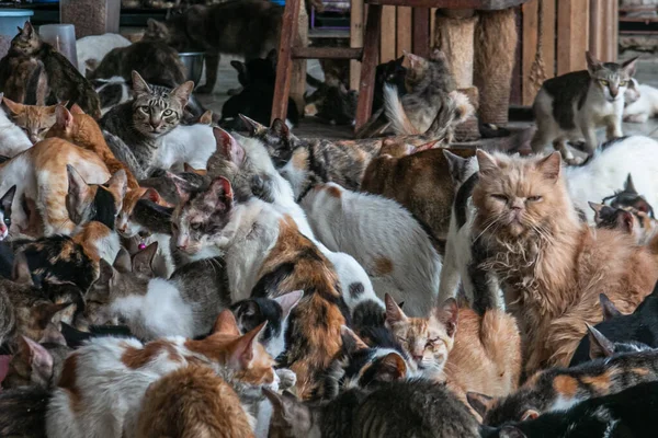 stock image Cats in Rumah Kucing Parung, a shelter for sick and injured abandoned cats in Bogor, West Java, Indonesia, on May 23, 2023