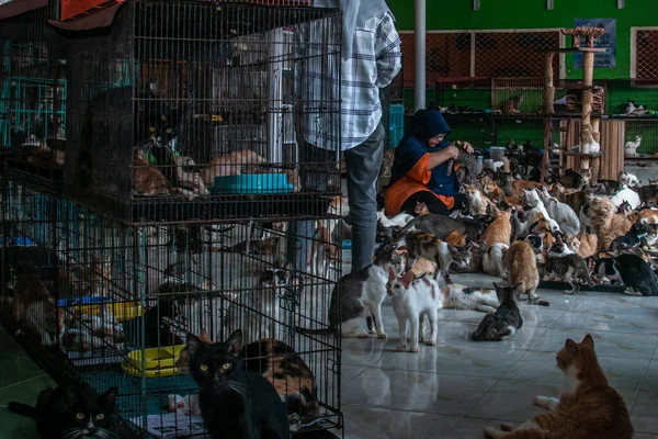 Dita Agusta ve kedileri 23 Mayıs 2023 'te Bogor, Batı Java, Endonezya' da hasta ve yaralı kediler için bir barınak olan Rumah Kucing Parung 'da