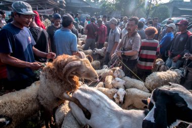 Koyun 22 Haziran 2023 'te Bogor Regency' deki Jonggol Hayvan Pazarı 'nda satılıyor. Kurban edilen hayvan satışlarında, Kurban Bayramı 1444 H yaklaştıkça talep arttı.