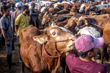 Sığırlar 22 Haziran 2023 'te Jonggol Hayvan Pazarı, Bogor Regency' de satılıyor. Kurban edilen hayvan satışlarında, Kurban Bayramı 1444 H yaklaştıkça talep arttı.