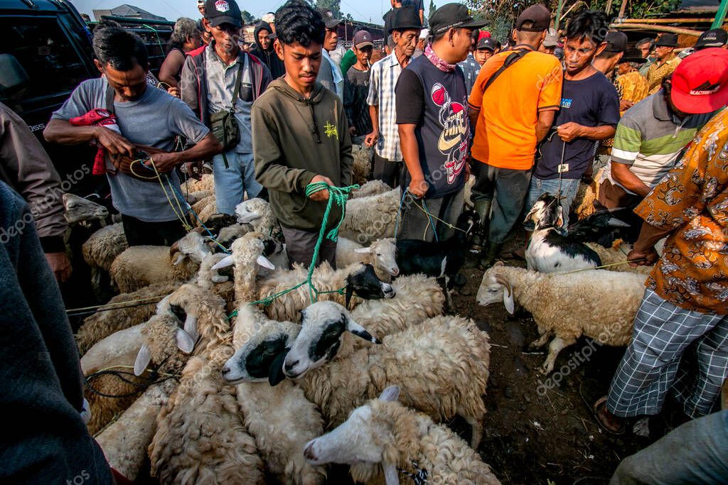 Ovejas vendidas en el Mercado de Animales de Jonggol, Bogor Regency, el