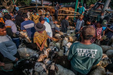 Batı Java, Endonezya 'nın en büyük hayvan pazarı olan Bogor Regency' deki Jonggol Hayvan Pazarı 22 Haziran 2023 'te inek, kuzu ve keçi satan tüccar ve satıcılarla doluydu.
