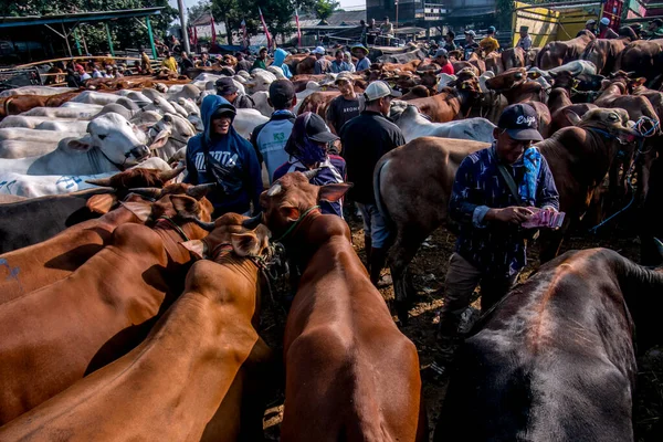 2023年6月22日 印度尼西亚西爪哇最大的畜牧市场茂物县的琼戈尔畜牧市场挤满了出售牛 羊和山羊的购物者和商贩 — 图库照片
