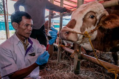 Bir veteriner 26 Haziran 2023 'te Bogor, Batı Java, Endonezya' daki bir hayvan pazarında deri yığını hastalığının önlenmesi için ineklere vitamin enjekte eder.