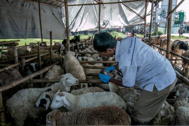 Bir veteriner 26 Haziran 2023 'te Bogor, Batı Java, Endonezya' daki bir hayvan pazarında kuzuların sağlığını kontrol eder.