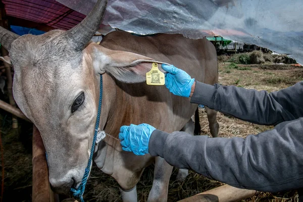Bir veteriner, 26 Haziran 2023 'te Bogor, Batı Java, Endonezya' da bir hayvan pazarında Lumpy Skin Hastalığını önlemek için bir ineğin sağlığını kontrol eder.