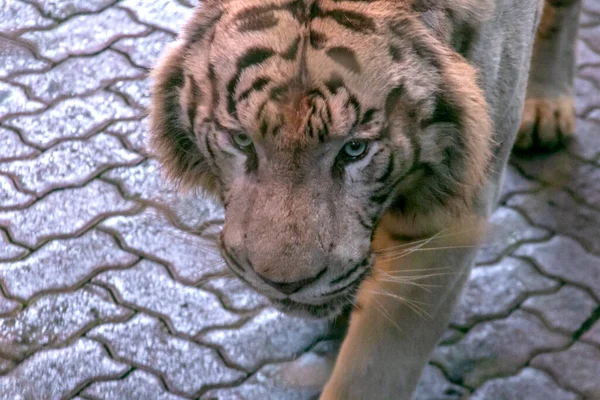 Tigre Branco Bengala Extremamente Raro Porque Cor Pelagem Depende Gene — Fotografia de Stock