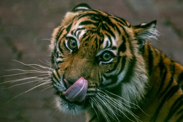 Blisko Tygrysa Sumatrzańskiego Taman Safari Indonesia Bogor Jawa Zachodnia Indonezja — Zdjęcie stockowe