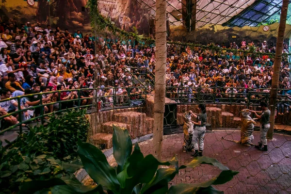 Bogor, Endonezya - 29 Temmuz 2023 - Sumatran kaplanı eğlencesi Taman Safari Endonezya Bogor, Batı Java, Endonezya 'da 29 Temmuz 2023' te kutlanan Uluslararası Kaplan Günü 'nde ziyaretçileri eğlendirdi.. 