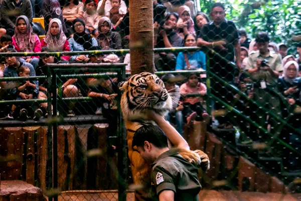 Bogor Indonezja Lipca 2023 Sumatrzańskie Atrakcje Tygrysów Zabawiają Odwiedzających Taman — Zdjęcie stockowe