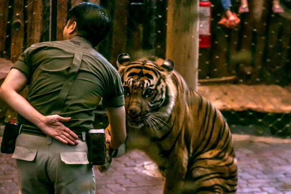 Bogor Indonesia July 2023 Sumatran Tiger Attractions Entertain Visitors Taman — Stock Photo, Image