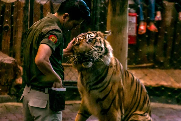Bogor Indonezja Lipca 2023 Sumatrzańskie Atrakcje Tygrysów Zabawiają Odwiedzających Taman — Zdjęcie stockowe