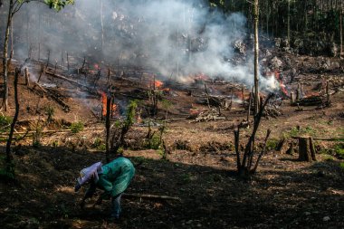 Bogor, Endonezya - 05 Ağustos 2023: Bogor, Batı Java sakinleri, orman bitkilerini keserek ve toprak verimliliğini yeniden sağlamak ve birkaç yıl boyunca planlanan gıda ekinlerini yetiştirmek için arazi temin etmek ve yakmak amacıyla bir teknik olarak eğitildiler.