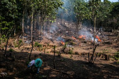 Bogor, Endonezya - 05 Ağustos 2023: Bogor, Batı Java sakinleri, orman bitkilerini keserek ve toprak verimliliğini yeniden sağlamak ve birkaç yıl boyunca planlanan gıda ekinlerini yetiştirmek için arazi temin etmek ve yakmak amacıyla bir teknik olarak eğitildiler.