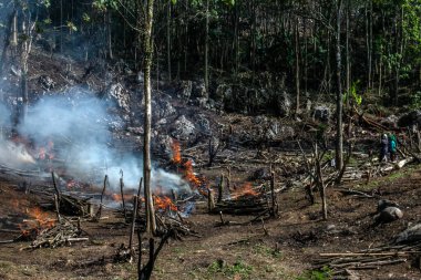 Bogor, Endonezya - 05 Ağustos 2023: Bogor, Batı Java sakinleri, orman bitkilerini keserek ve toprak verimliliğini yeniden sağlamak ve birkaç yıl boyunca planlanan gıda ekinlerini yetiştirmek için arazi temin etmek ve yakmak amacıyla bir teknik olarak eğitildiler.
