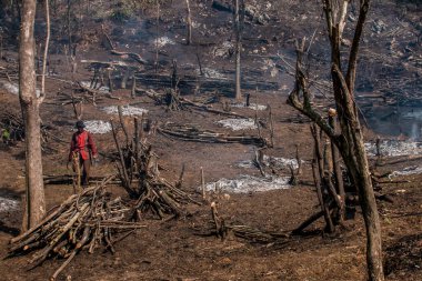 Bogor, Endonezya - 05 Ağustos 2023: Bogor, Batı Java sakinleri, orman bitkilerini keserek ve toprak verimliliğini yeniden sağlamak ve birkaç yıl boyunca planlanan gıda ekinlerini yetiştirmek için arazi temin etmek ve yakmak amacıyla bir teknik olarak eğitildiler.