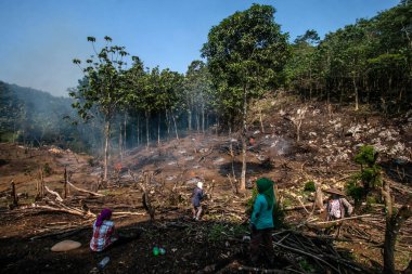 Bogor, Endonezya - 05 Ağustos 2023: Bogor, Batı Java sakinleri, orman bitkilerini keserek ve toprak verimliliğini yeniden sağlamak ve birkaç yıl boyunca planlanan gıda ekinlerini yetiştirmek için arazi temin etmek ve yakmak amacıyla bir teknik olarak eğitildiler.